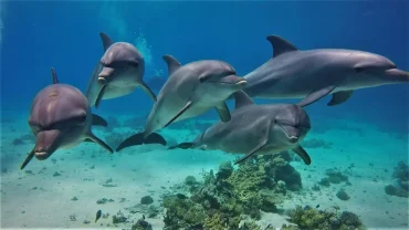 Wild dolphin tour Hurghada