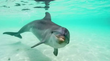 Swim with dolphins Hurghada