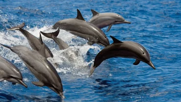 Dolphin House snorkeling trip