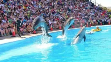 Dolphin Show vs Dolphin House Hurghada