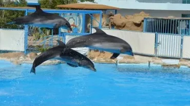Dolphin show Hurghada