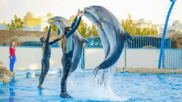 Hurghada Dolphin Show Price