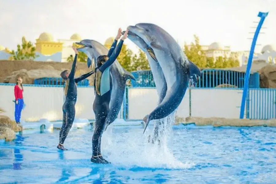 Dolphin Show Hurghada