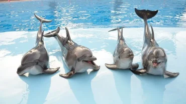 Dolphin show Hurghada tickets