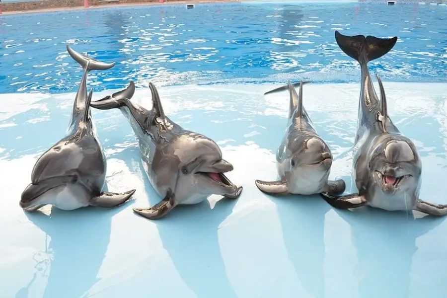 Dolphin Show