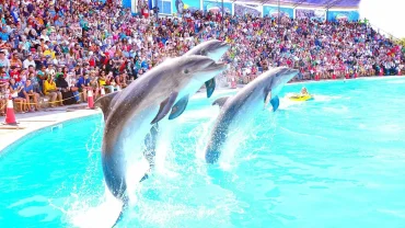 Hurghada Dolphin Show Reviews