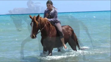 family horse riding hurghada beginner friendly