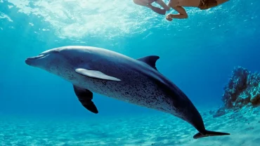 Dolphin House boat trip Hurghada
