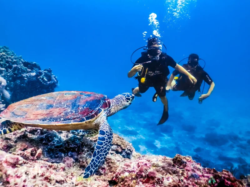 Things to Do by the Red Sea