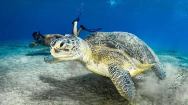 Orange Bay snorkeling tour