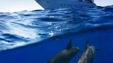 Dolphin House Hurghada tour price