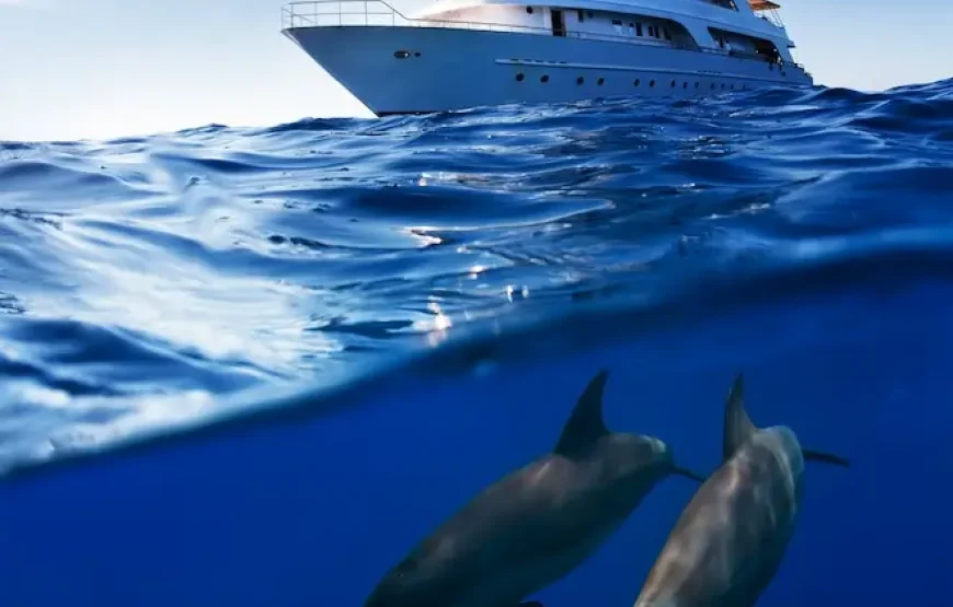 Dolphin House Hurghada Tour
