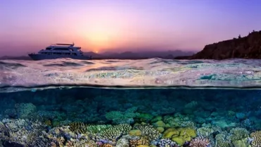 Red Sea Coral Reefs Tour