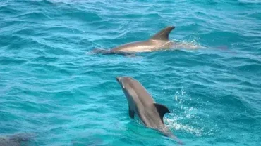Best Dolphin House Boat Trip Red Sea