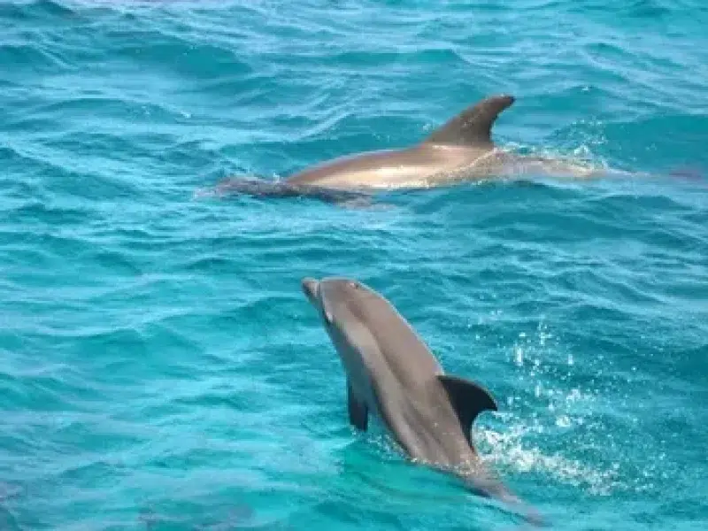 Best Dolphin House Boat Trip Red Sea