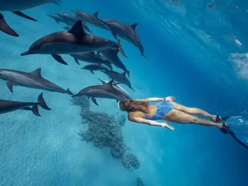 Best Dolphin House Boat Trip Red Sea