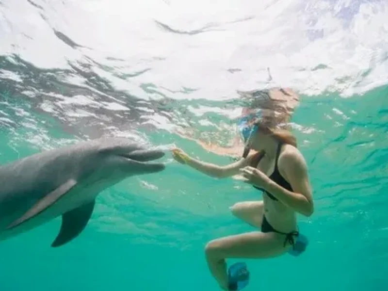 Best Dolphin House Boat Trip Red Sea