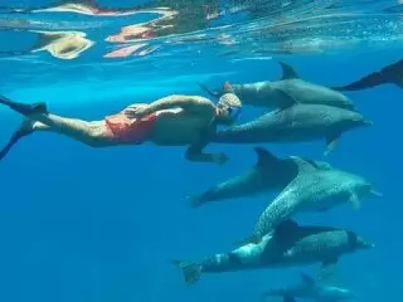 dolphin entertainment show hurghada egypt