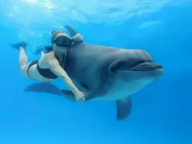 dolphin circus show hurghada family trip