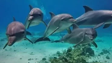 dolphin entertainment show hurghada egypt