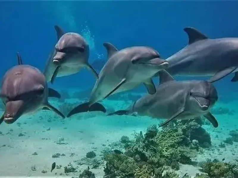 dolphin entertainment show hurghada egypt
