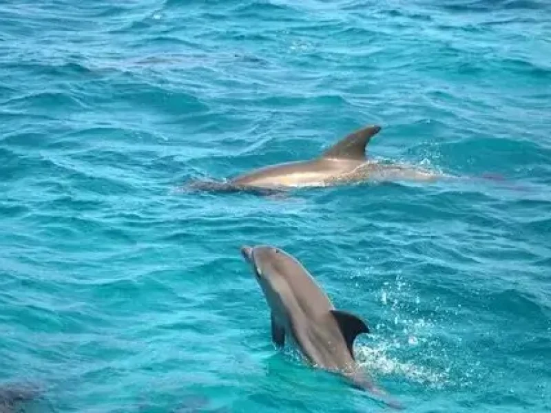 book dolphin show hurghada tickets