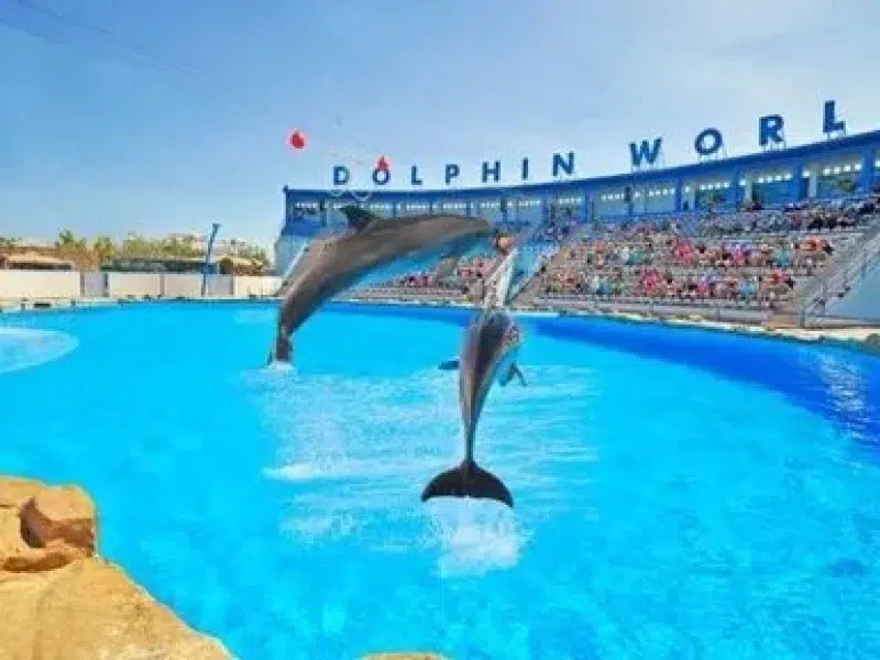 Evening Dolphin Show Hurghada Tour