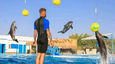 Evening Dolphin Show Hurghada Tour
