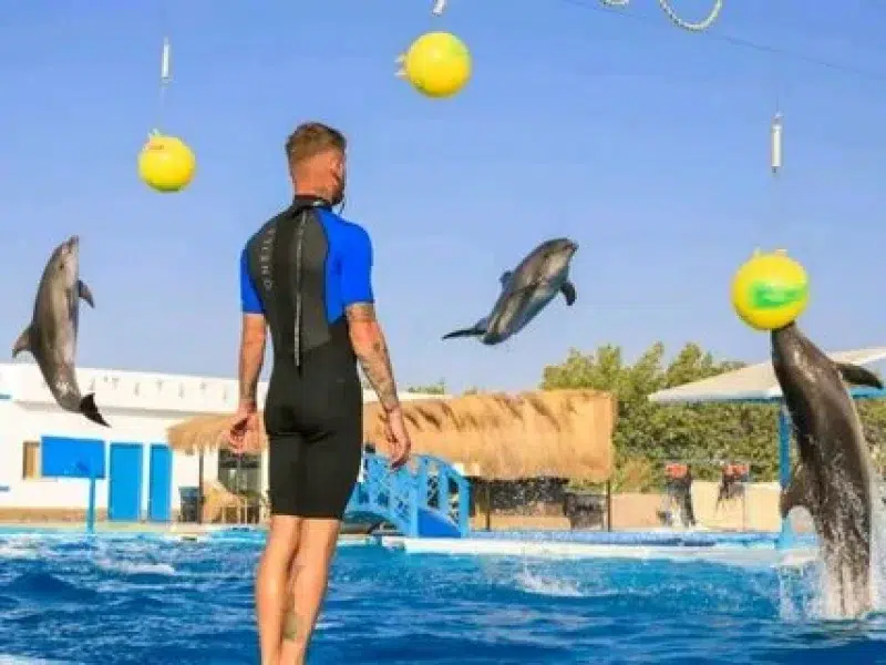 Evening Dolphin Show Hurghada Tour