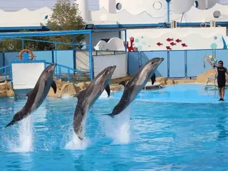 Evening Dolphin Show Hurghada Tour