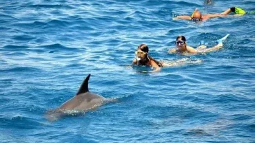 Family Dolphin House Snorkeling Trip