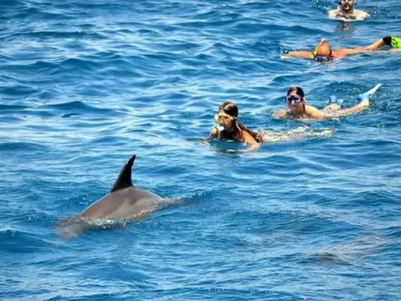 Family Dolphin House Snorkeling Trip