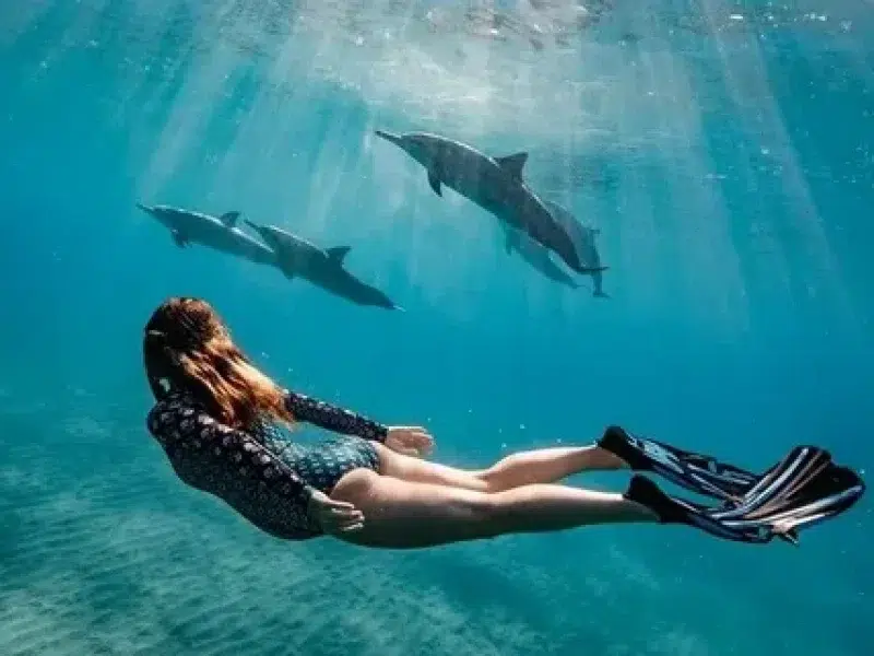 Family Dolphin House Snorkeling Trip