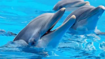 Luxury Dolphin House Boat Hurghada Tour