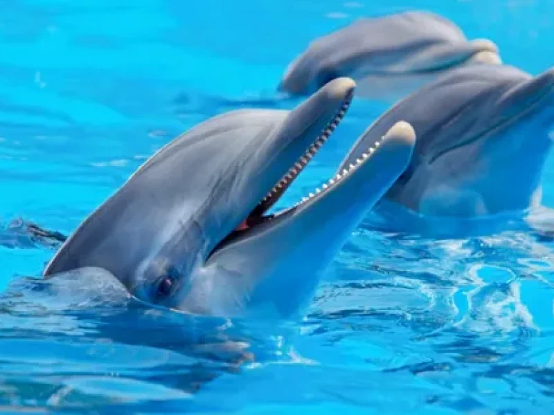 Luxury Dolphin House Boat Hurghada Tour