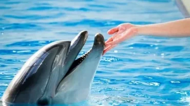 Dolphin house snorkeling trip