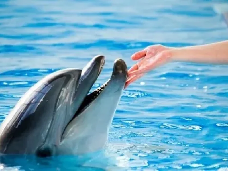 Luxury Dolphin House Boat Hurghada Tour