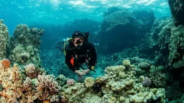 Private Red Sea Snorkeling Tour