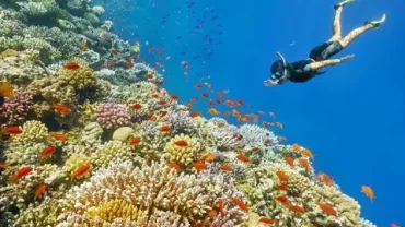 Red Sea Coral Reefs Tour
