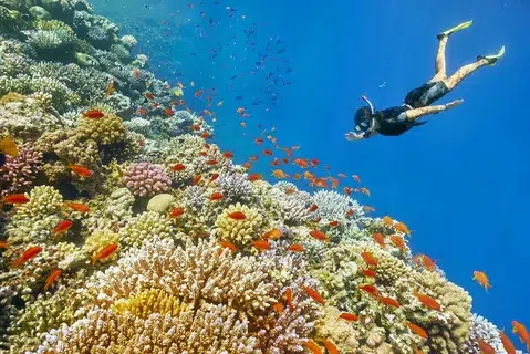 Private Red Sea Snorkeling Tour