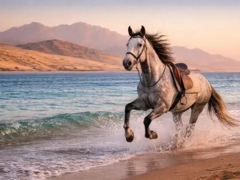 Sunset Horse Riding Hurghada