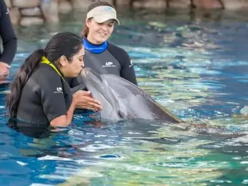 Family Dolphin Show Hurghada Price