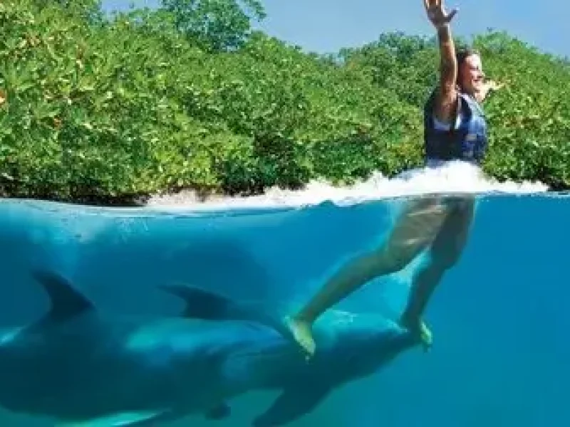 Best Dolphin Performance Hurghada Booking