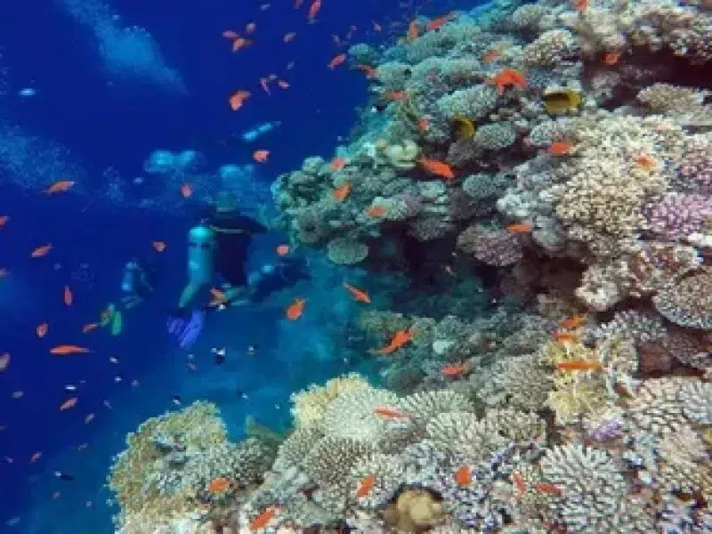 book diving tour hurghada red sea