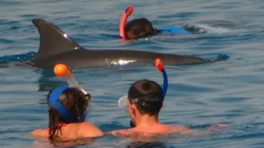 Dolphin reef snorkeling Hurghada