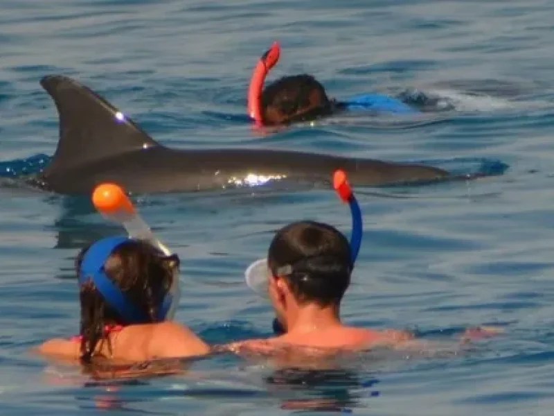 book dolphin house snorkeling hurghada