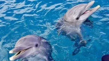 book dolphin house snorkeling hurghada