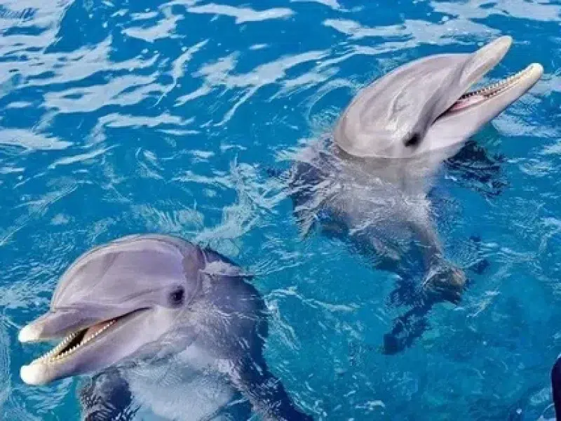 book dolphin house snorkeling hurghada