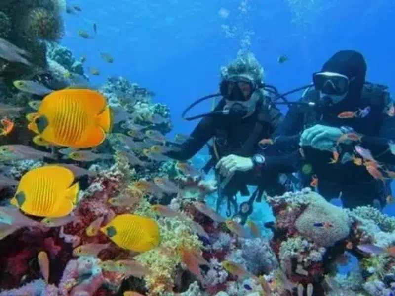 cheap diving trip hurghada coral reef
