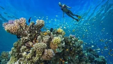 cheap diving trip hurghada coral reef